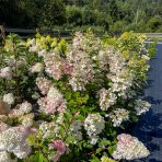 Hortenzia metlinatá (Hydrangea paniculata) ´PHANTOM´ - výška 15-25 cm, kont. C2L